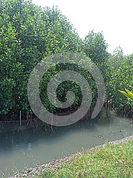 abrasion resisting mangroves