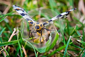 Abraxas grossulariata butterfly flying over grass