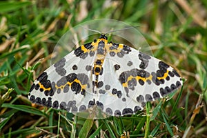 Abraxas grossulariata butterfly in the grass