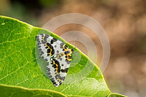 Abraxas grossulariata butterfly sitting on a leaf