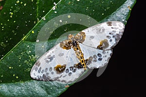 Abraxas lugubris moth on green leaf