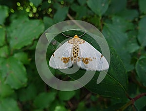 Abraxas pantaria moth. photo