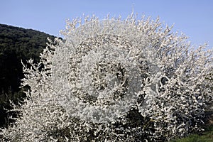 Abre white flowers