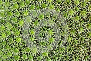 Abrometiella chlorantha cactus pattern closeup photo