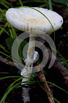 Abrupt-bulbed Amanita     807377