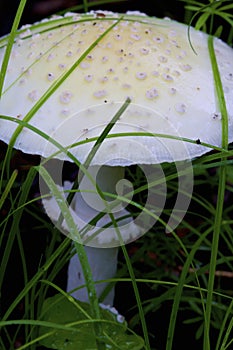 Abrupt-bulbed Amanita     807379