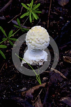 Abrupt-bulbed Amanita Button    807378