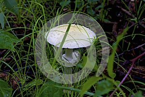 Abrupt-bulbed Amanita    807372 photo