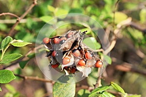 Abrus Precatorius nature background