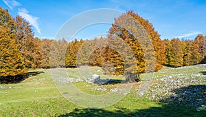 Foliage in autumn season at Forca d`Acero, in the Abruzzo and Molise National Park. Italy. photo