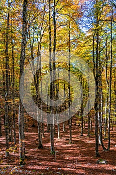 Foliage in autumn season at Forca d`Acero, in the Abruzzo and Molise National Park. Italy. photo