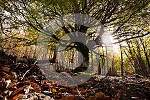 Abruzzo: Prati di Tivo