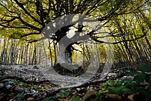 Abruzzo: Prati di Tivo