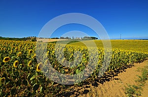 Abruzzo, sunflowers photo