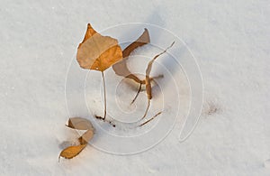 Abscised leaves on the fresh snow