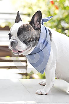 Absent-minded French bulldog