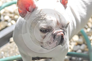 Absent-minded French bulldog