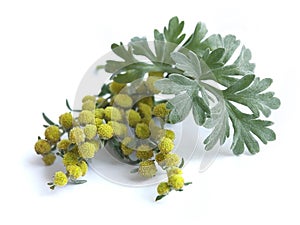 Absinthium (Artemisia absinthium) photo