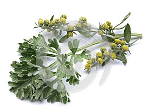 Absinthium (Artemisia absinthium)nnis) photo
