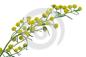 Absinthium Artemisia absinthium photo
