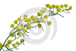 Absinthium Artemisia absinthium