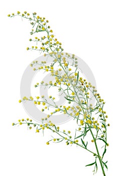 Absinthium Artemisia absinthium