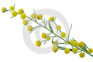Absinthium Artemisia absinthium