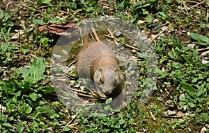 An Absolutely Adorable Black Tailed Prairie Dog