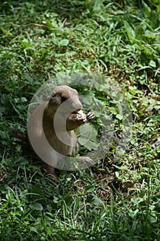 Absolutely Adorable Black Tailed Prairie Dog Eating Grass