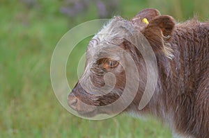 Absolutely Adorable Highland Calf in Scotland