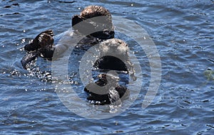 Absolutely Adorable Pair of Sea Otters Floating on Their Backs