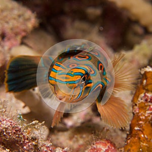 Stunning close-up of picturesque dragonet