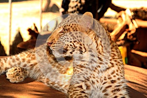 Absolutely Unique Strawberry Leopard photo