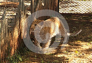 Absolutely Unique Strawberry Leopard photo