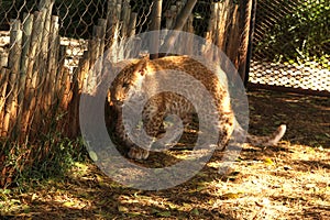 Absolutely Unique Strawberry Leopard photo