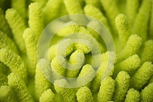 absorbent fabric or carpet.