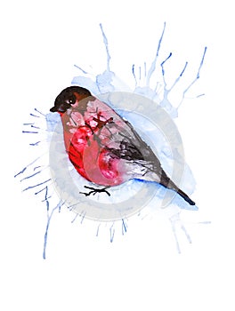 Absrtact watercolor illustration of a bullfinch bird isolated on white background