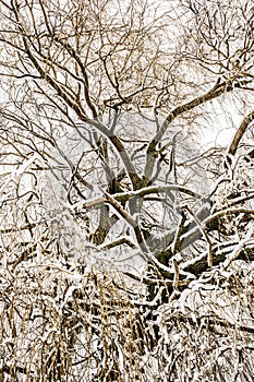 Abstact treetop with frosted branches