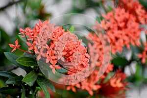 Abstarct orange Flower Blurred Background