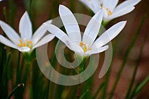 Abstarct White Flower Blurred Background