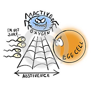 Abstinence and fertility. Egg cell photo