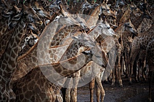 Abstrack flock of giraffe in wild