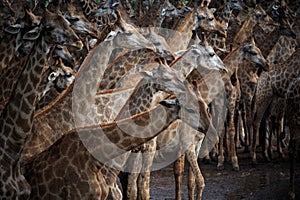 Abstrack flock of giraffe in wild photo