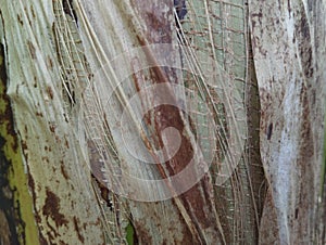 Abstrack pattern texture of Banana tree trunk photo