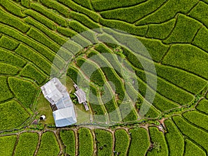 Abstract aerial view of rice terraces