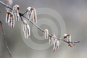 Abstract alder earring on spring tree branch