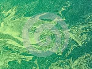 Abstract in algae