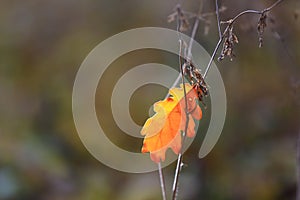 autumn oak leaf