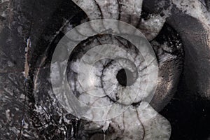 Abstract amonite background