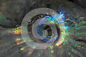 Abstract amonite background